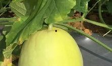 免费国产吃瓜,揭秘娱乐圈幕后故事